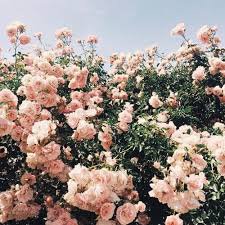 vintage flower aesthetic pink - Google Search