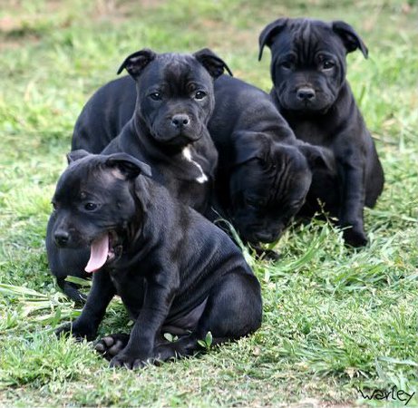 Pitbull Puppies dog