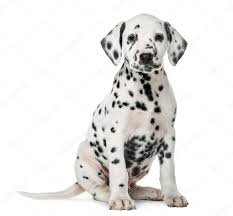 dalmatian puppy - Google Search