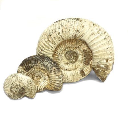 fossils  shell