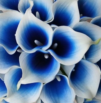 Royal Blue Gradient Lilies