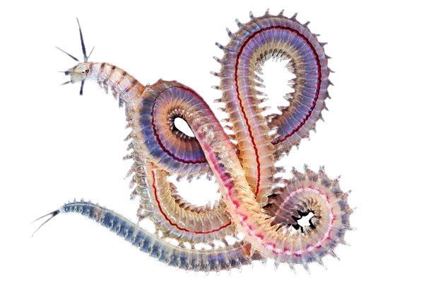Underwater worm