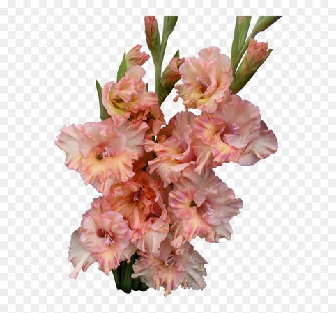 Gladiolus Flower Pink Cute