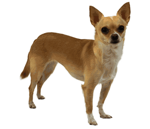 Chihuahua | Dog Breed Facts and Information - Wag! Dog Walking