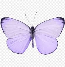 lavender lilac butterfly png - Google Search