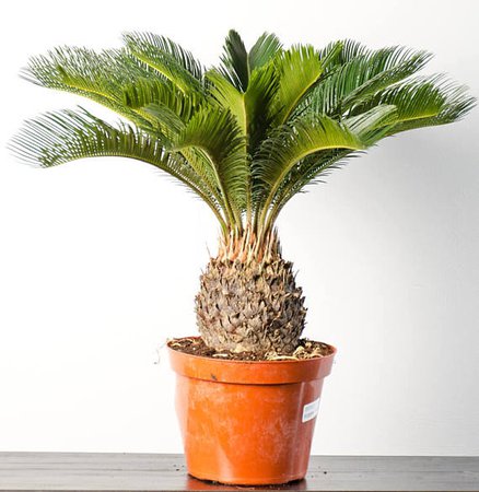 Sago Palm in 6 Pot SKU: 12815