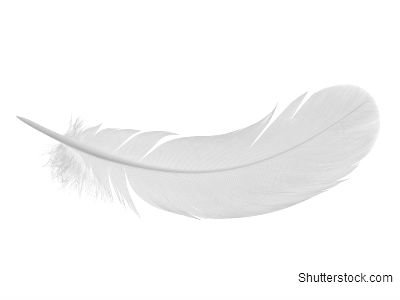 A white feather