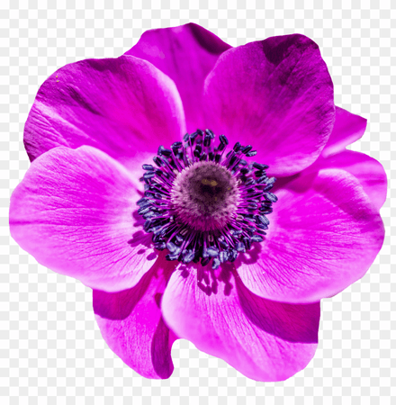 Download flower png images background | TOPpng