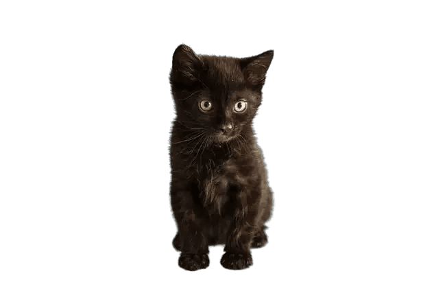 7 week old black kitten