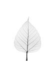 Black and white print on a leaf | Prints Online
