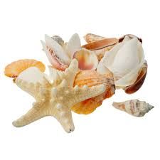 shells - Google Search