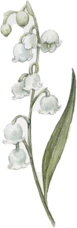 Lily of the Valley Illustration