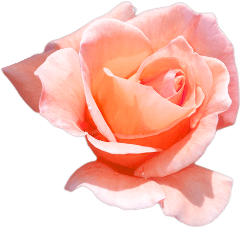 29-290115_peach-flower-png-download-peach-roses-png.png (919×869)