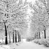 winter snow scene pictures - Google Search