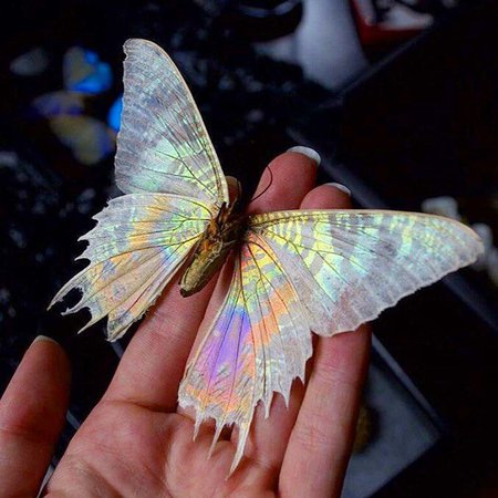 opal butterfly - Google Search