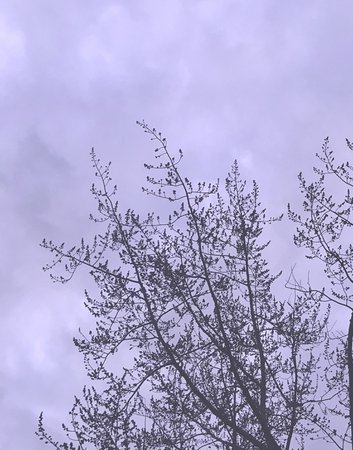 Aesthetic Tree Lavender Sky