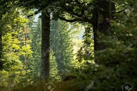 forest aesthetic - Google Search