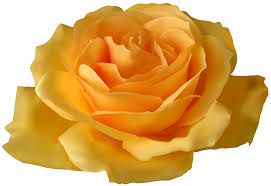 yellow roses png - Google Search