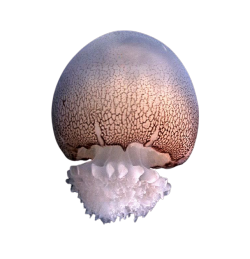 cannonball jellyfish - snailspng