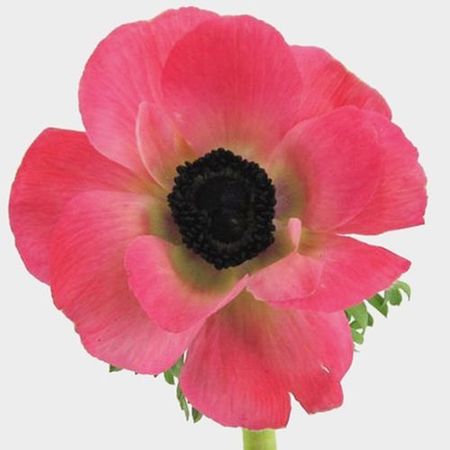 Anemone Pink (50 Stems) - Wholesale - Blooms By The Box