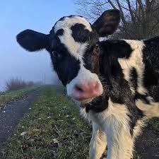 cow aesthetic - Google Search