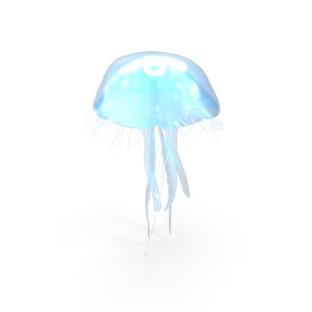 Moon Jellyfish (Aurelia Aurita) PNG Images & PSDs for Download | PixelSquid - S113433298
