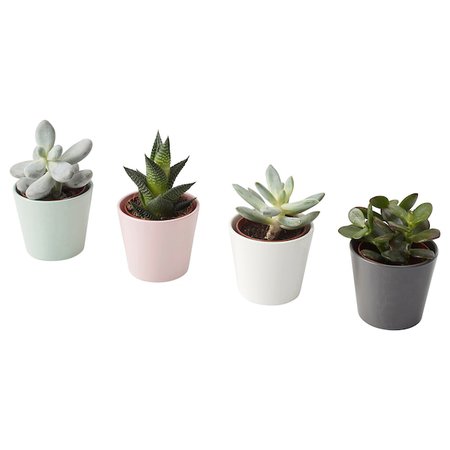 SUCCULENT Plant with pot, assorted species plants - IKEA