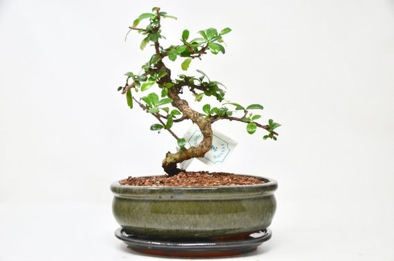 Bonsai Tree 8yrs 'Carmona Microphylla' 'Oriental | Etsy
