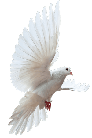 Dove png #41738 - Free Icons and PNG Backgrounds