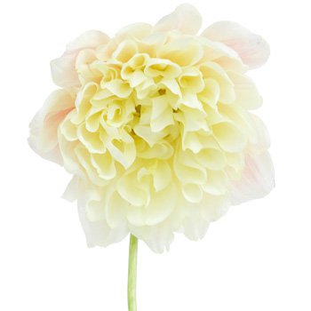Dahlia Flower Ivory White | FiftyFlowers.com