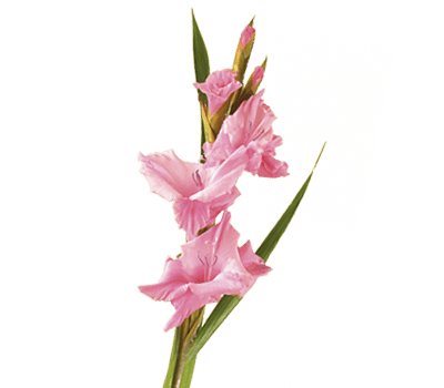 Pink gladiolus flower