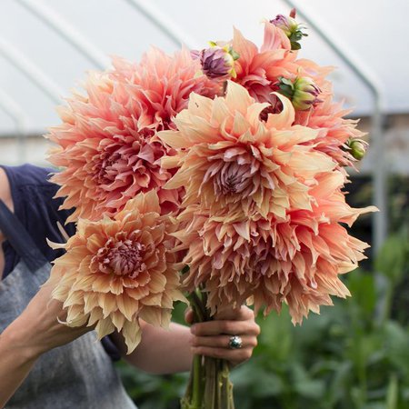 Dahlia Sherwood's Peach – Floret Flower Farm