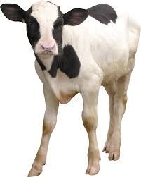 baby cow png - Google Search