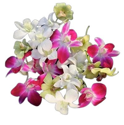 MIXED LOOSE ORCHID BLOOMS (100 PIECES)