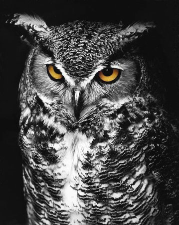 black great horned owl - Google Search