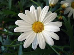 daisy april birth flower - Google Search