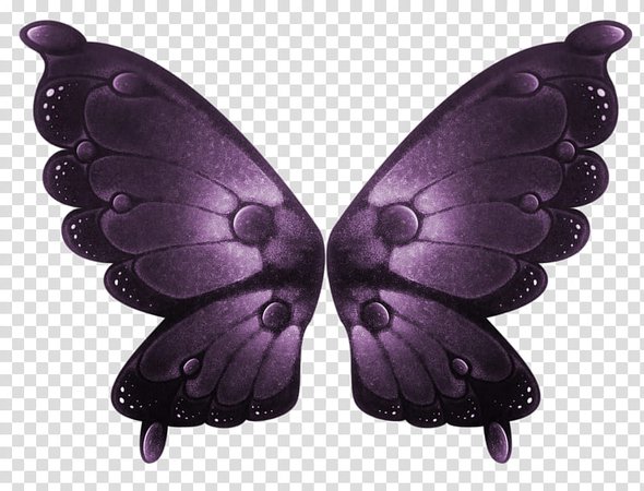 Moth wings 1