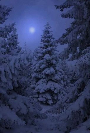 night moon forest snow