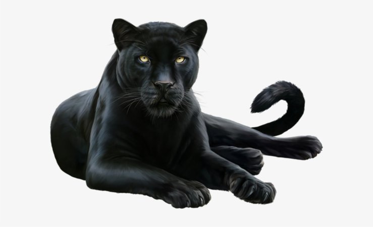 panther png - Google Search