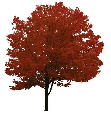 Red Tree Transparent PNG - StickPNG