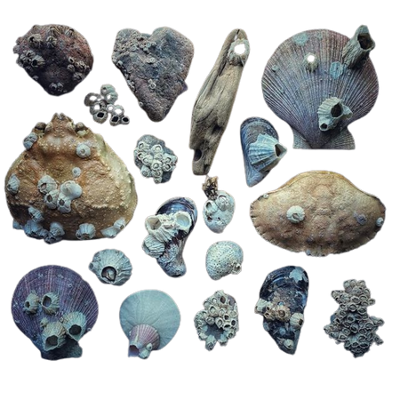 shells and barnacles