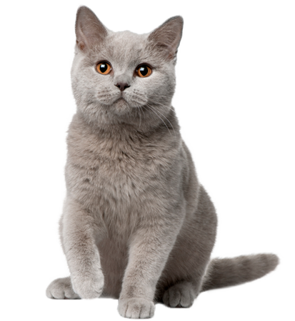 Cat PNG Images, Cute Cats Transparent Images - Free Transparent PNG Logos