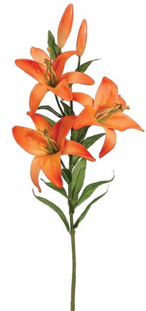 orange lily - Google Search