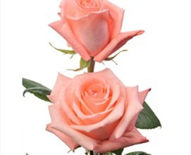 Rose Engagement - Standard Rose - Roses - Flowers by category | Sierra Flower Finder