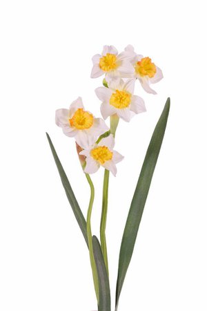 Narcisse flower yellow white