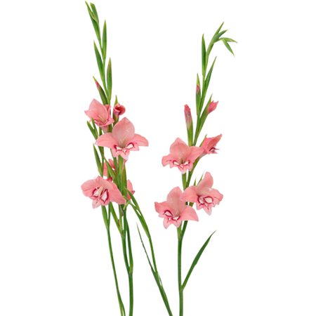 Flaming Rose Mini Gladiolus Flowers| FiftyFlowers.com