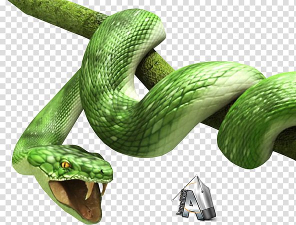 Snake , 3d transparent background PNG clipart | HiClipart