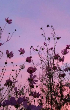 sky and flowers