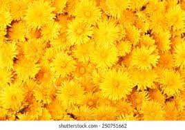 yellow flower aesthetic - Google Search