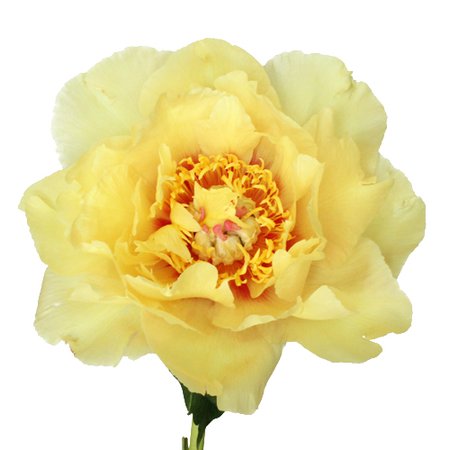 Treasure Yellow Peony Flowers June Delivery | FiftyFlowers.c